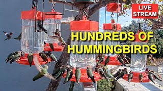 Preview of stream Hummingbirds