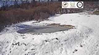 Preview of stream Sanctuarul de ursi Libearty Zarnesti