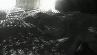 Preview of stream Alaska Zoo Polar Bear Habitat