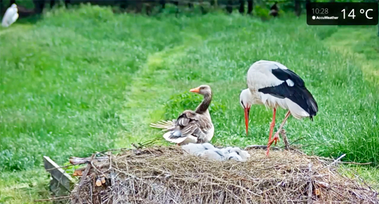 Wildlife & Nature photo